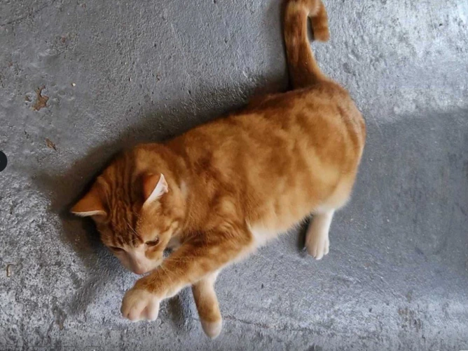 Cats Protection Bolton & Radcliffe