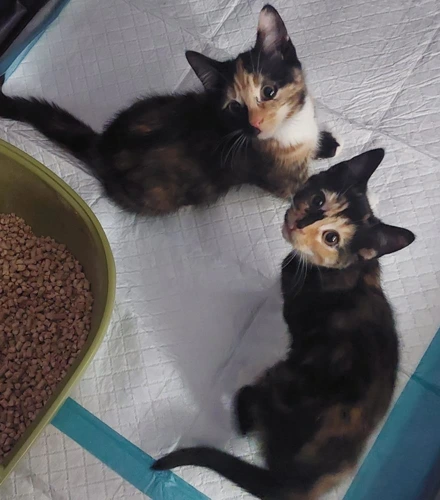 Megan & Daisy - kittens