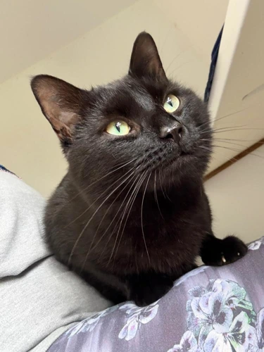 Roscoe