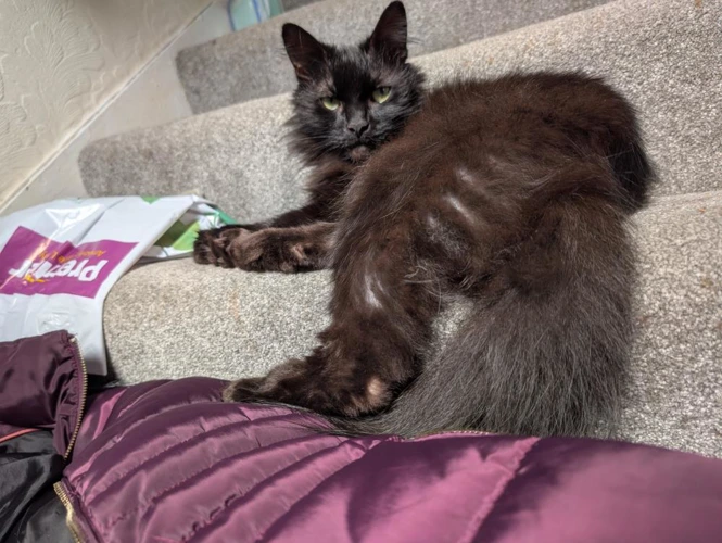 Sooty
