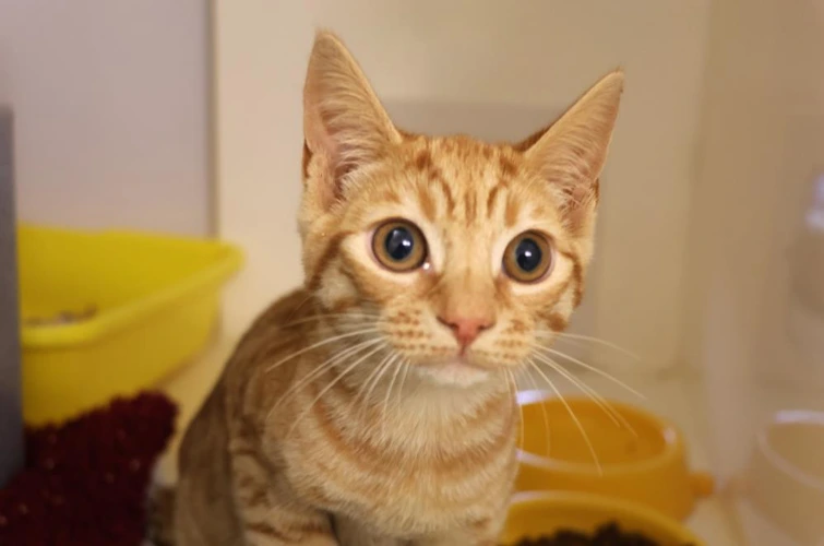 Pedro