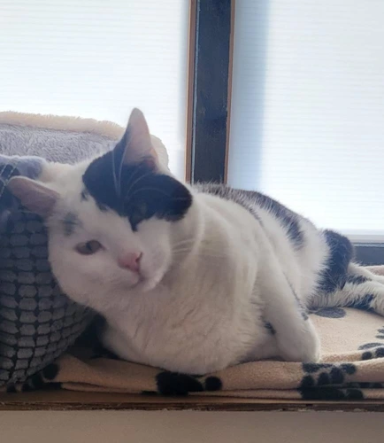 Dave the Cat
