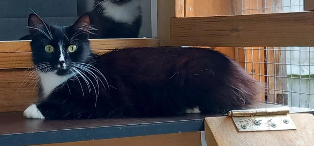 Bella