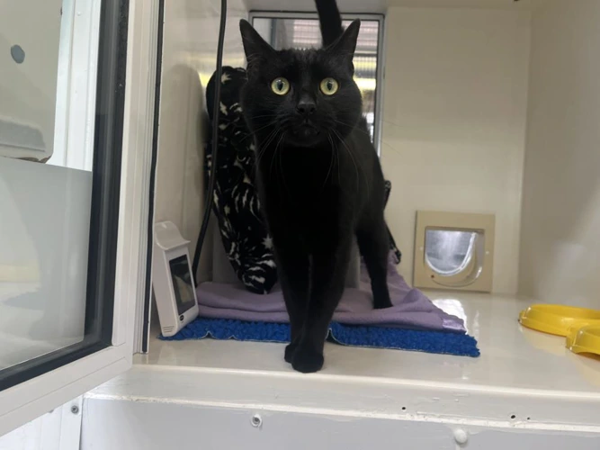 Cats Protection Glasgow Adoption Centre