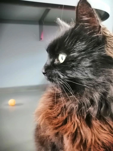 Bea