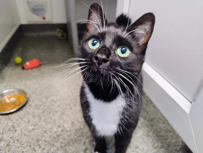 Figaro