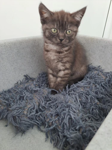 Lyra