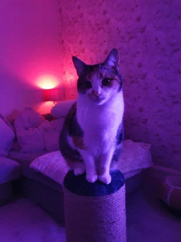 Mia