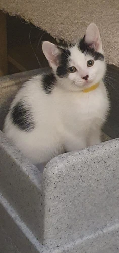 Ted  yellow collar