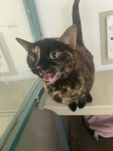 Patti