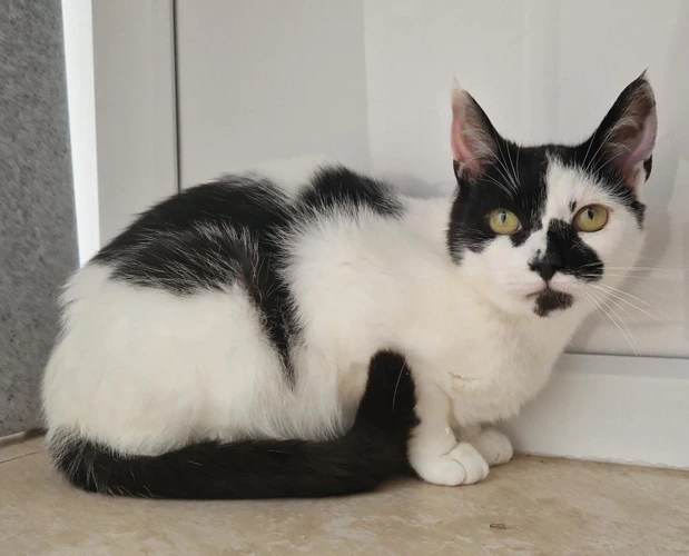 Cats Protection Walsall Borough Branch