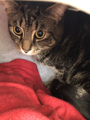Clarence(and Mitten)