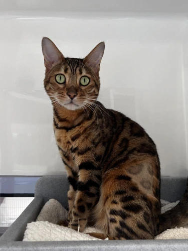 Nala