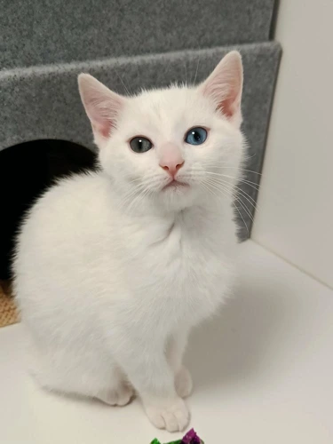 Casper
