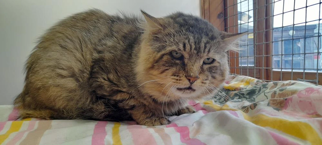 Cats Protection Arbroath & Central Angus Branch