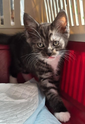 Kitten DJ