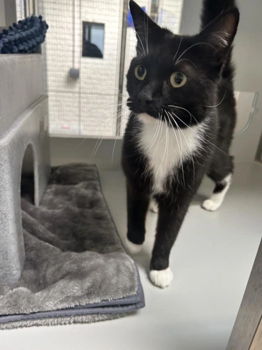 Loki