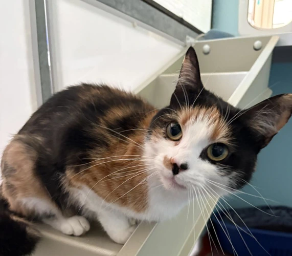 Mimi