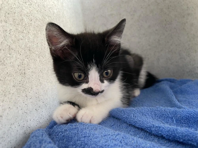Kiki kit 3