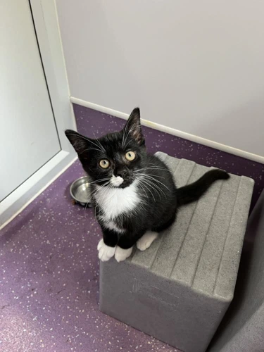 Percival