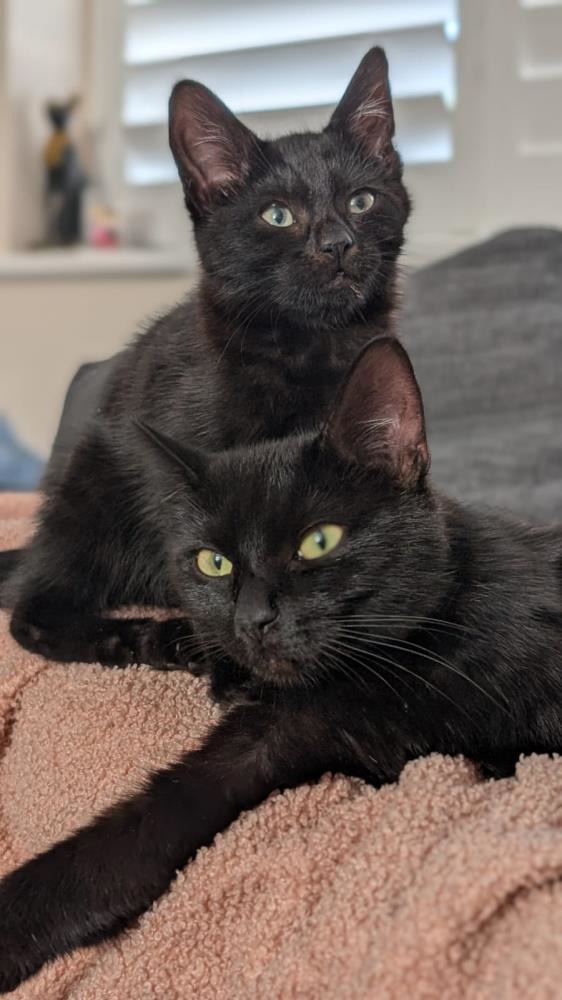 Find A Cat Near You | Adopt a Cat | Cats Protection