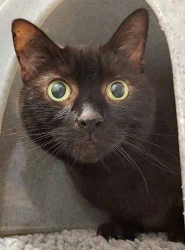 Percy 11year and 9 month old male