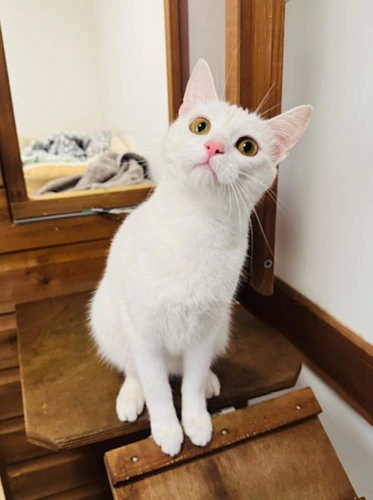 Mozzarella