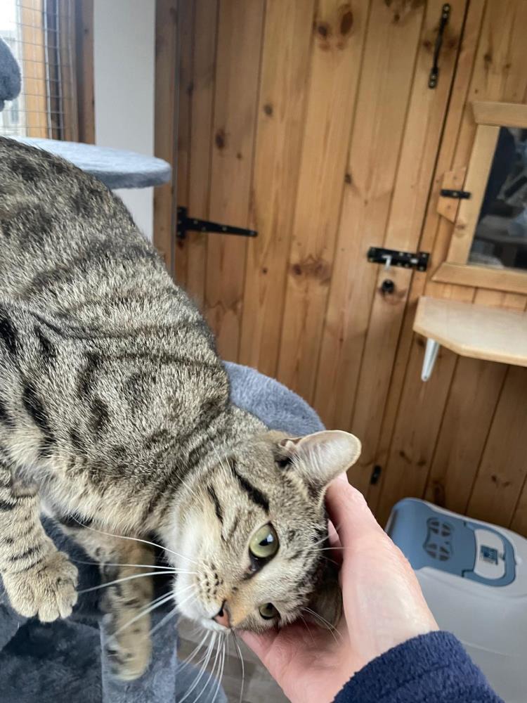 Cassie — Domestic Cat