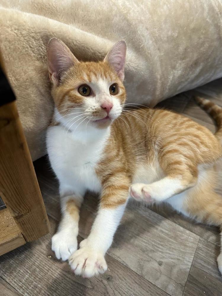 Find a cat near you Adopt a cat Cats Protection