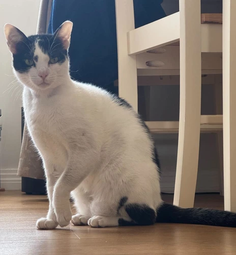 Ringo