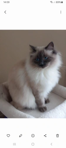 Mr Jasper Bellingham