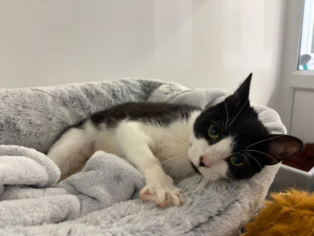 Bix — Domestic Cat