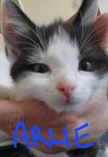 Arlie