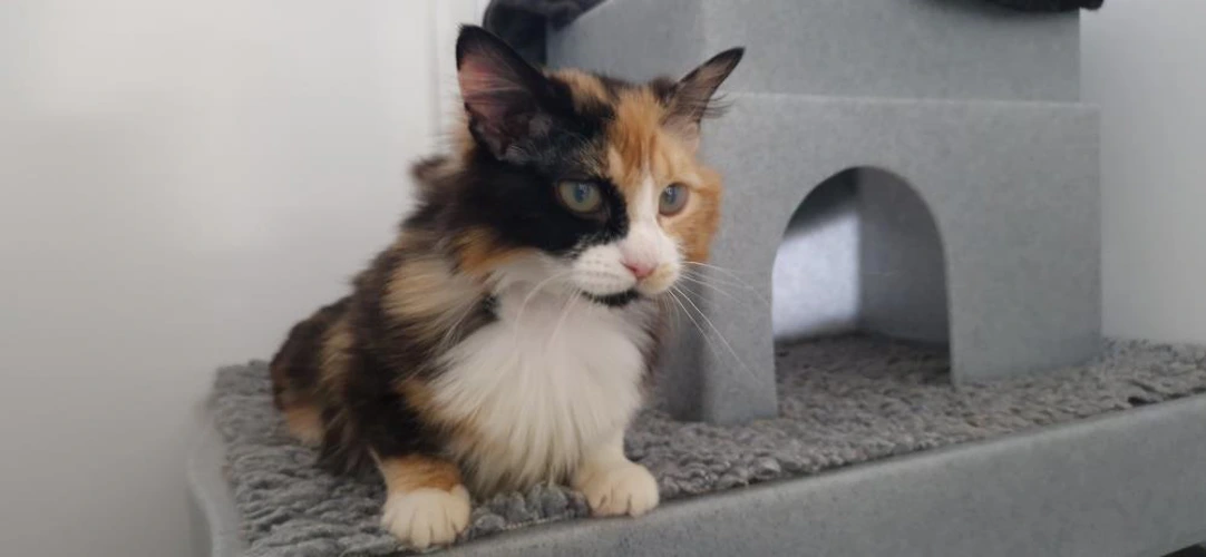 Agatha