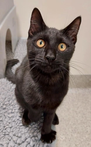 Ozzy 8m male