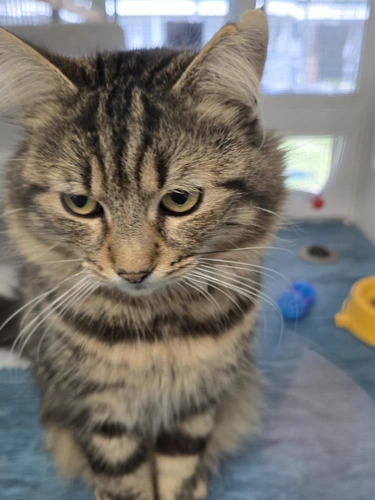 Milo