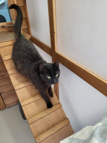 Binx
