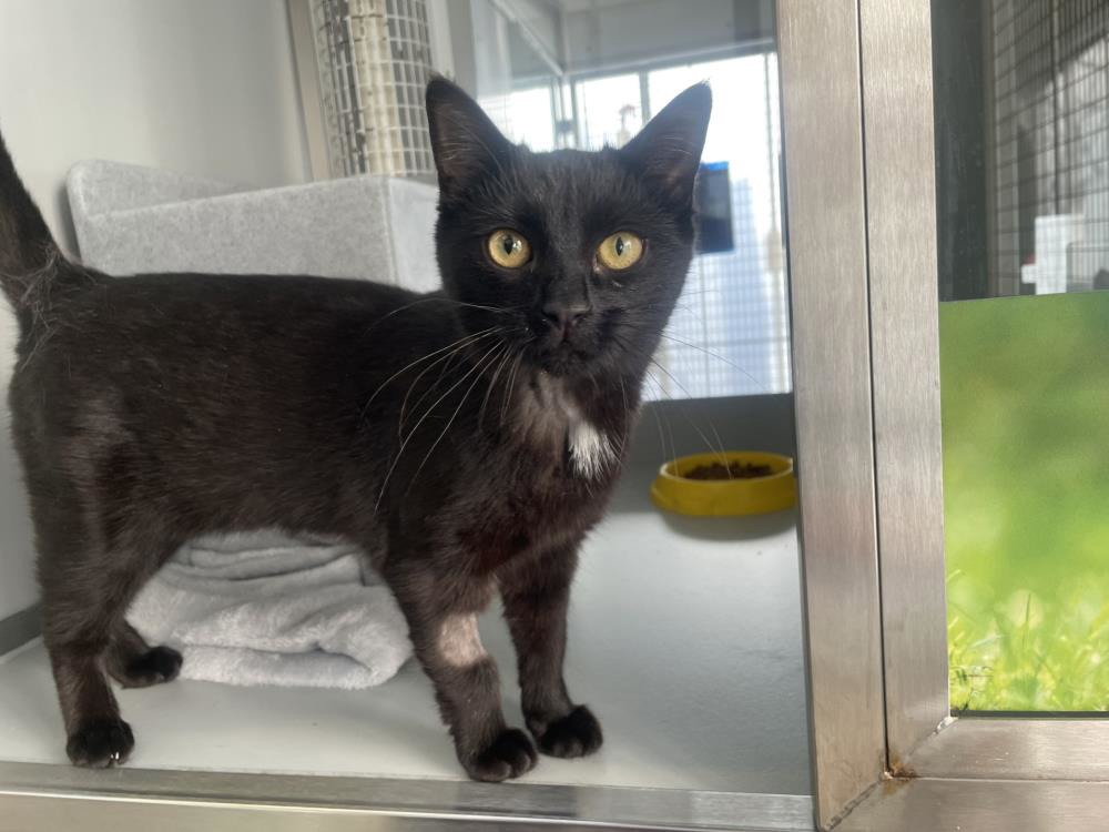 Juliet — Domestic Cat