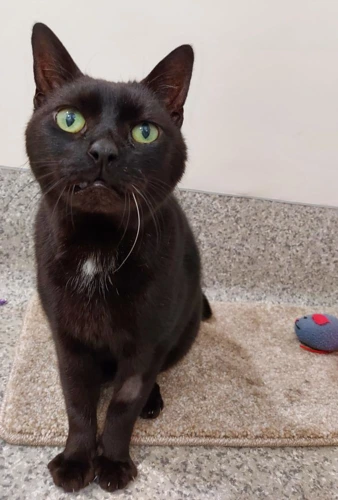 Pippa - 13y *INDOOR LAPCAT*