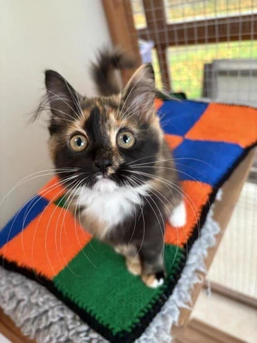 Cleo