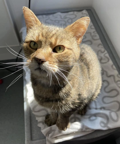 Pip