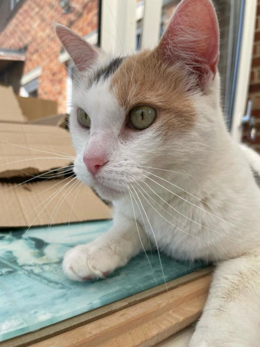 Leia