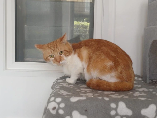 Rajah