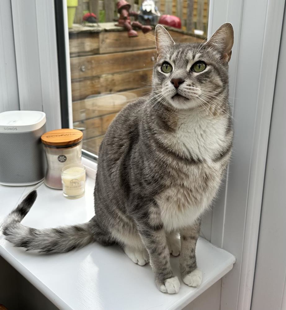 Find a cat near you Adopt a cat Cats Protection