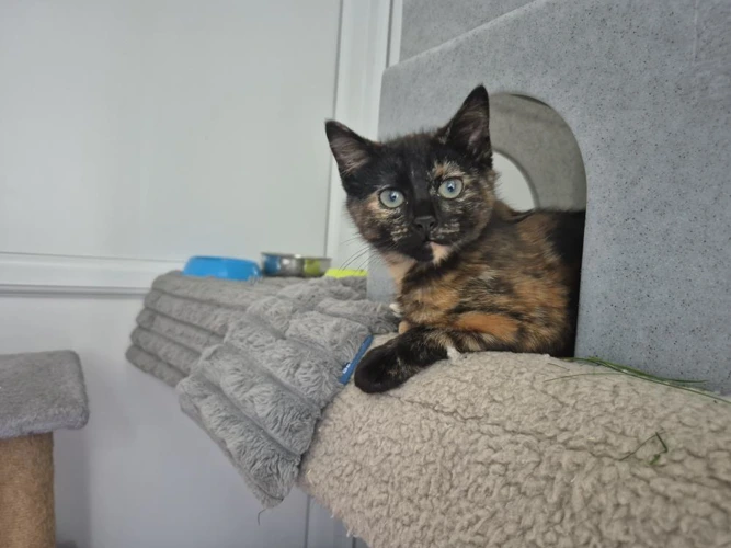 Cinnamon