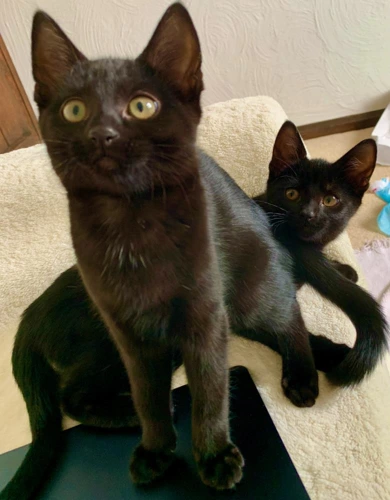 Dora and Indie