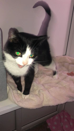 Mortimer (Monty)