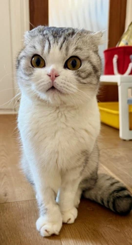 Milo