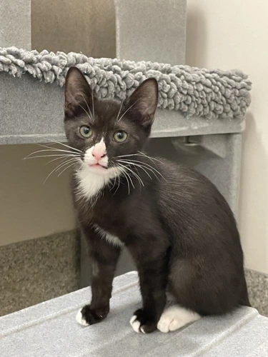 Lance 3 Month Old Male
