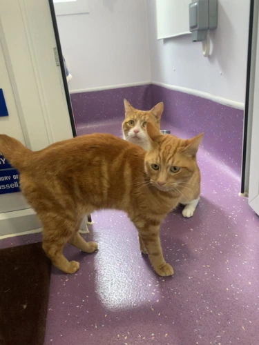 Marmalade